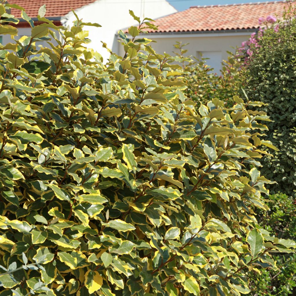 Hopeapensas Viveleg