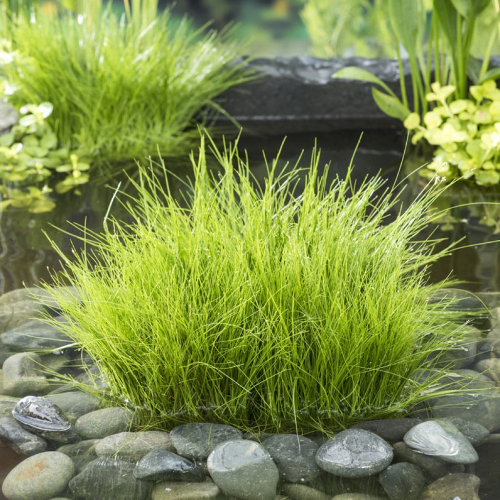 Hapsiluikka - Eleocharis acicularis