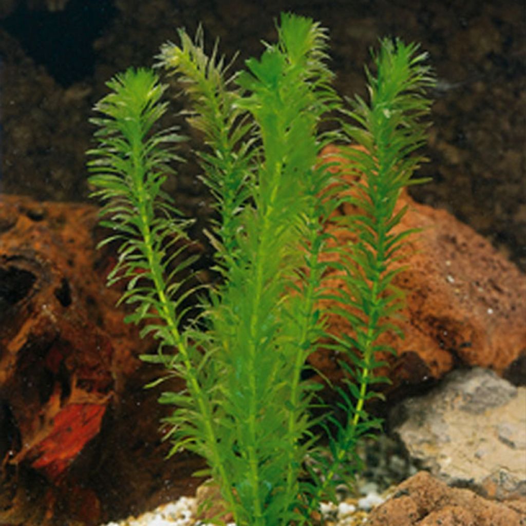 Tiuhavesirutto - Egeria densa