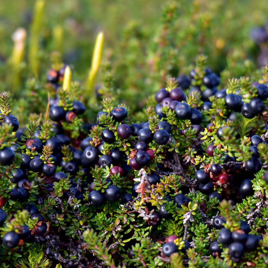 Variksenmarja - Empetrum nigrum