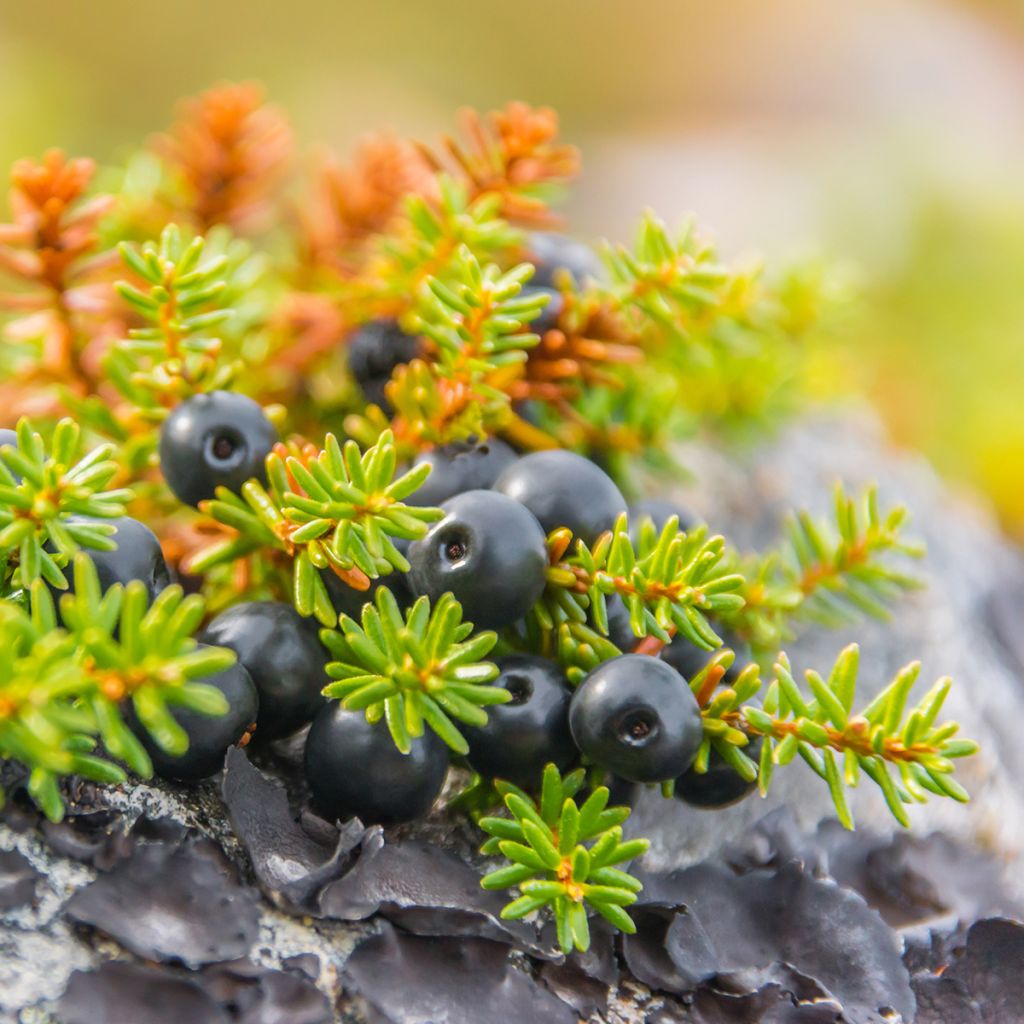 Variksenmarja - Empetrum nigrum