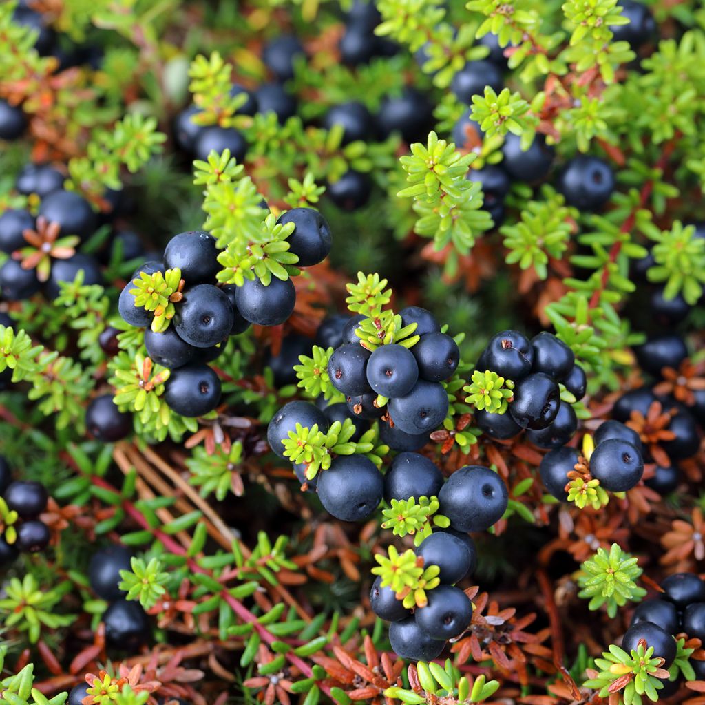 Variksenmarja - Empetrum nigrum