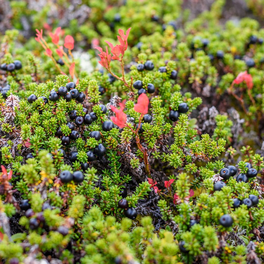 Variksenmarja - Empetrum nigrum