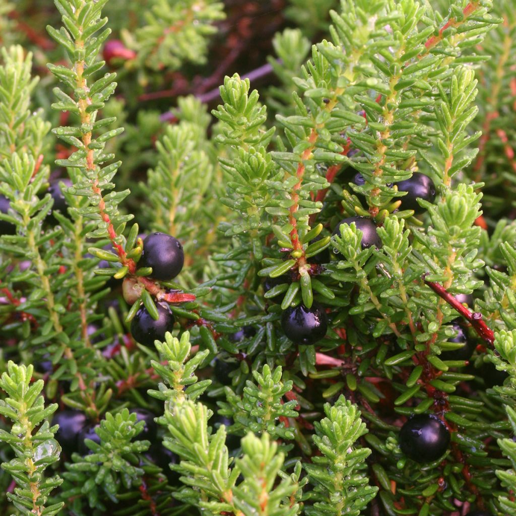 Variksenmarja - Empetrum nigrum