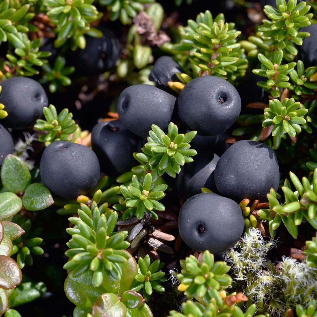 Variksenmarja - Empetrum nigrum