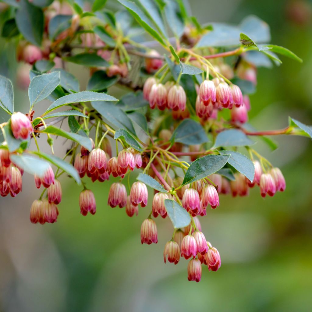 Kellopensas - Enkianthus campanulatus