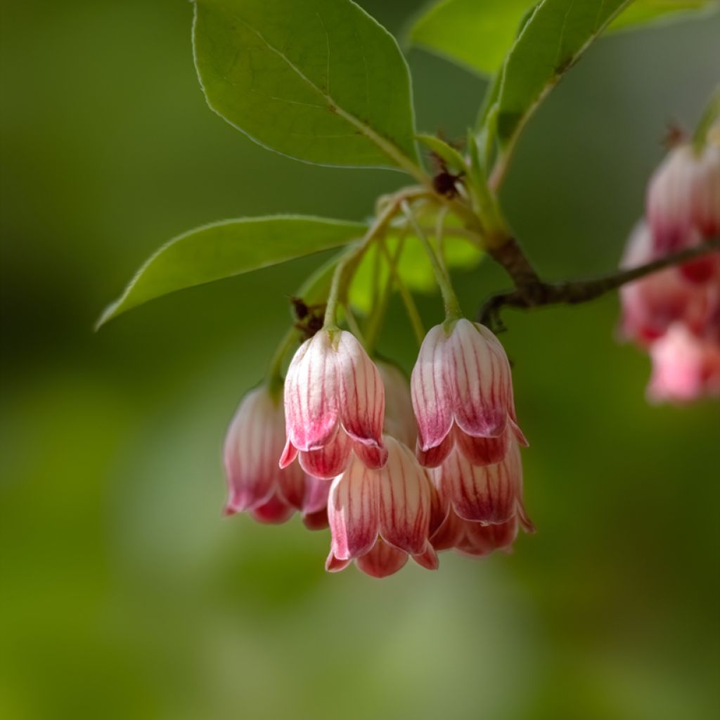 Kellopensas - Enkianthus campanulatus