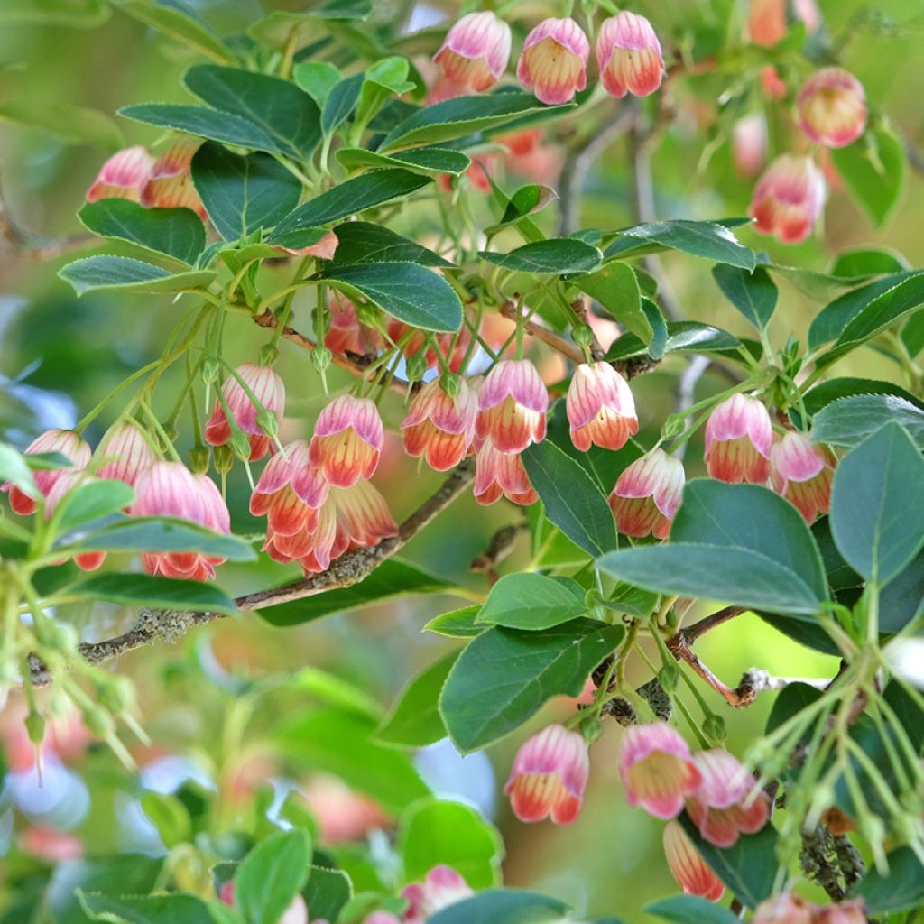 Kellopensas - Enkianthus campanulatus