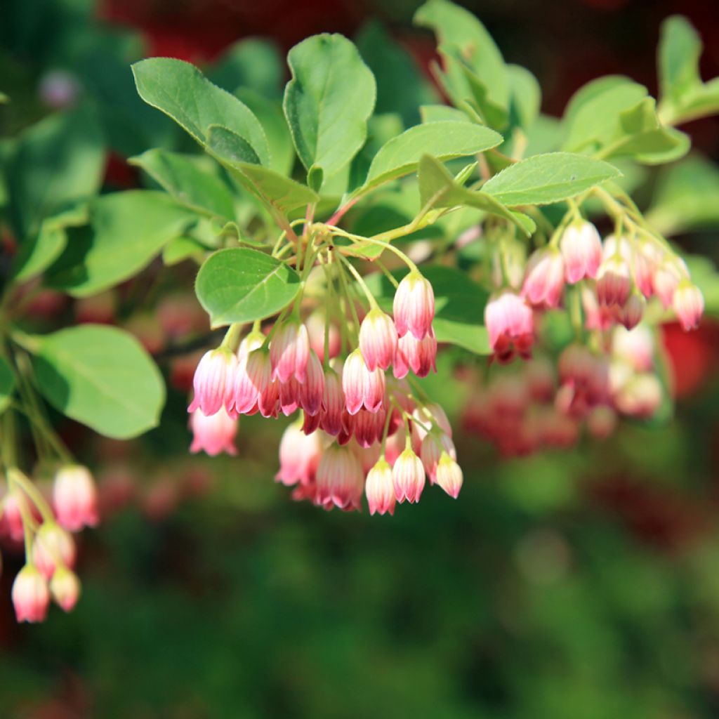 Kellopensas - Enkianthus campanulatus