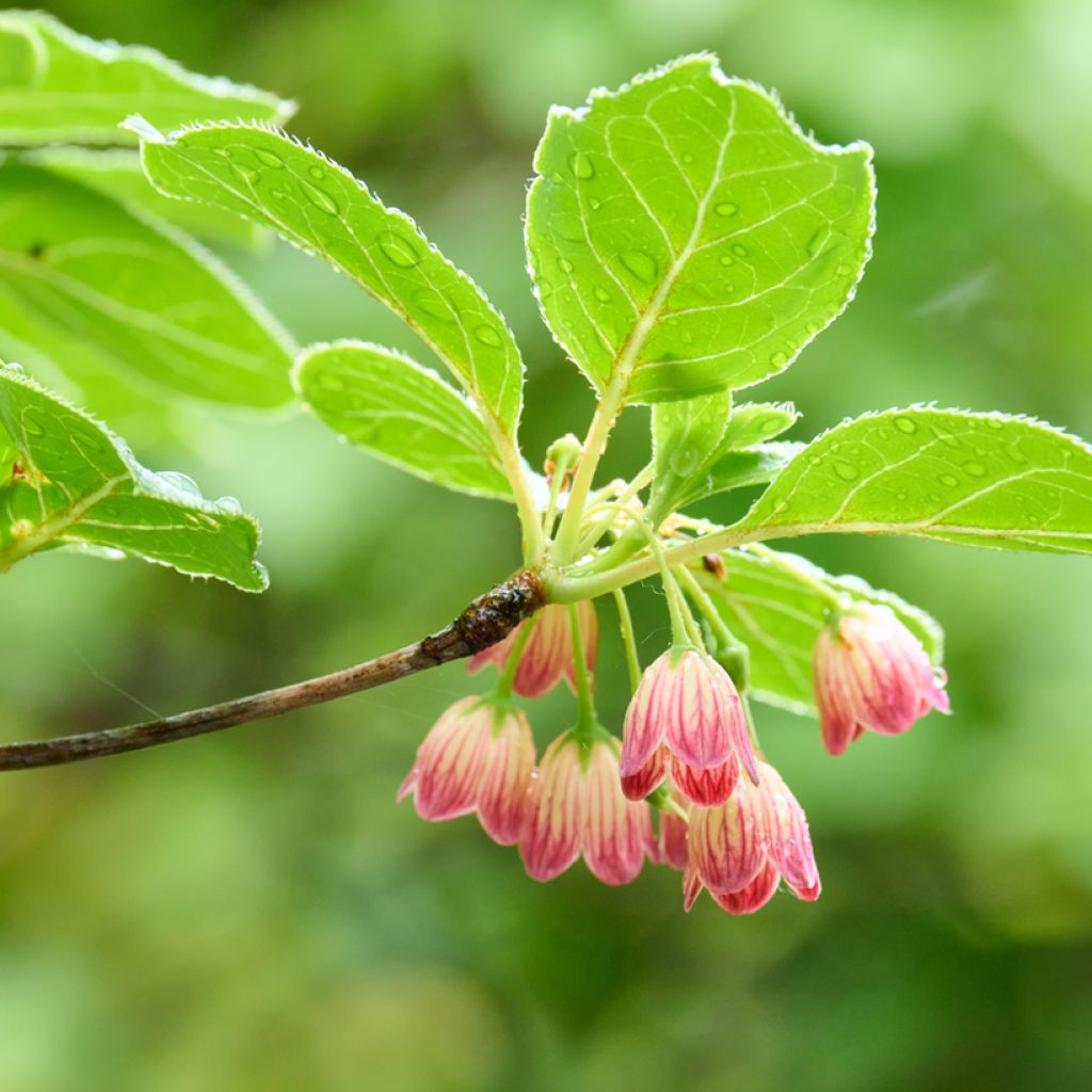 Kellopensas - Enkianthus campanulatus