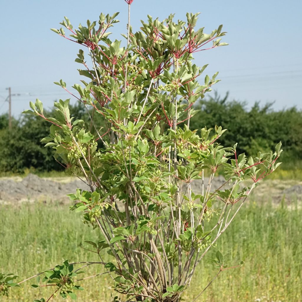 Kellopensas Prettycoat