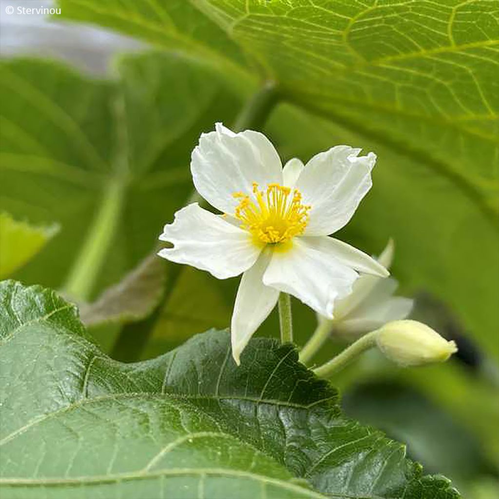 Entelea arborescens