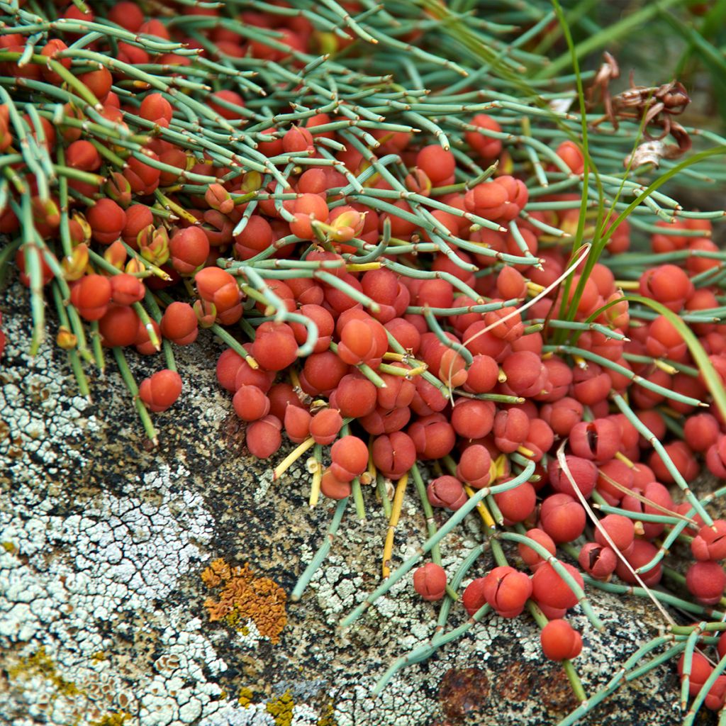 Ephedra minima