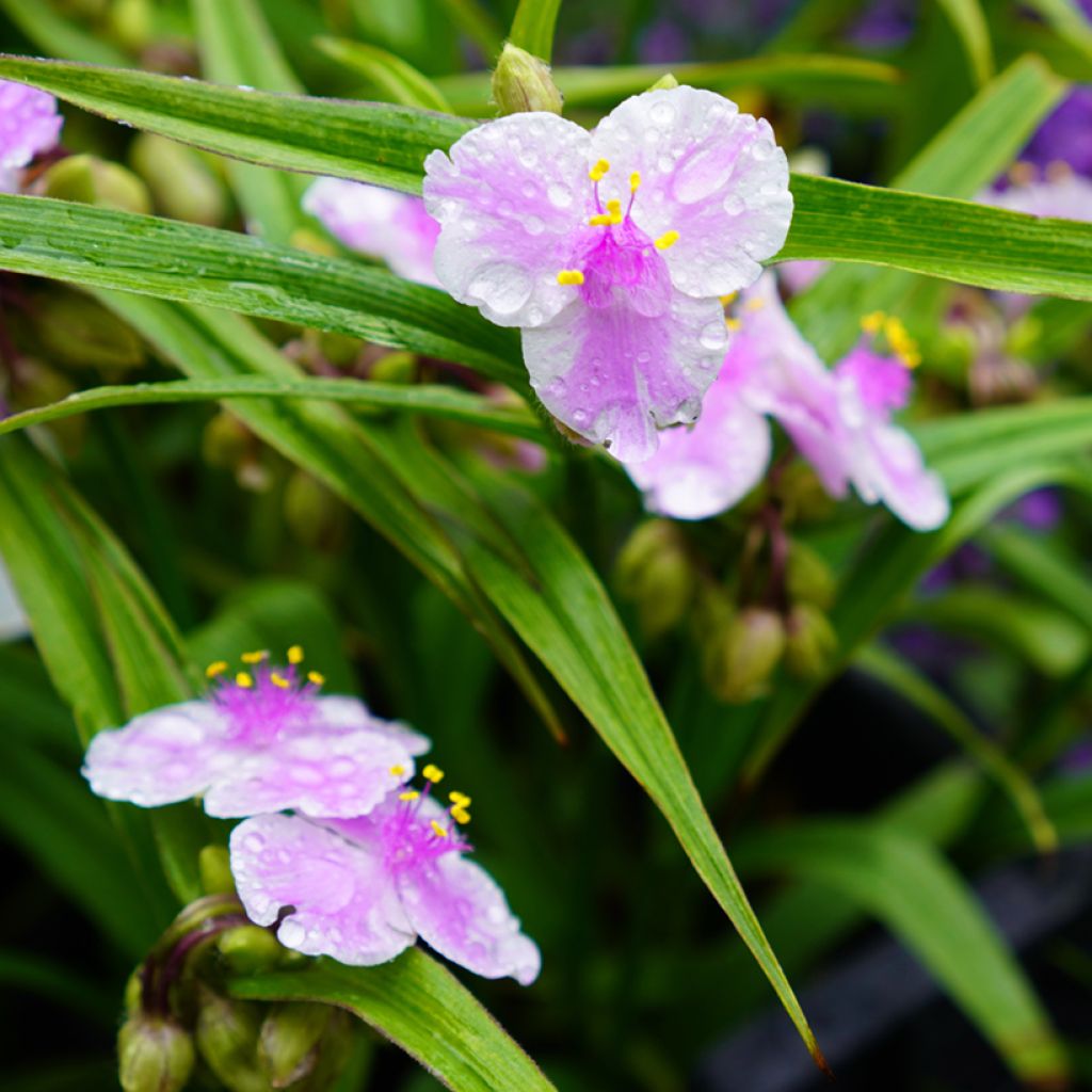 Tarhajuoru Pink Chablis