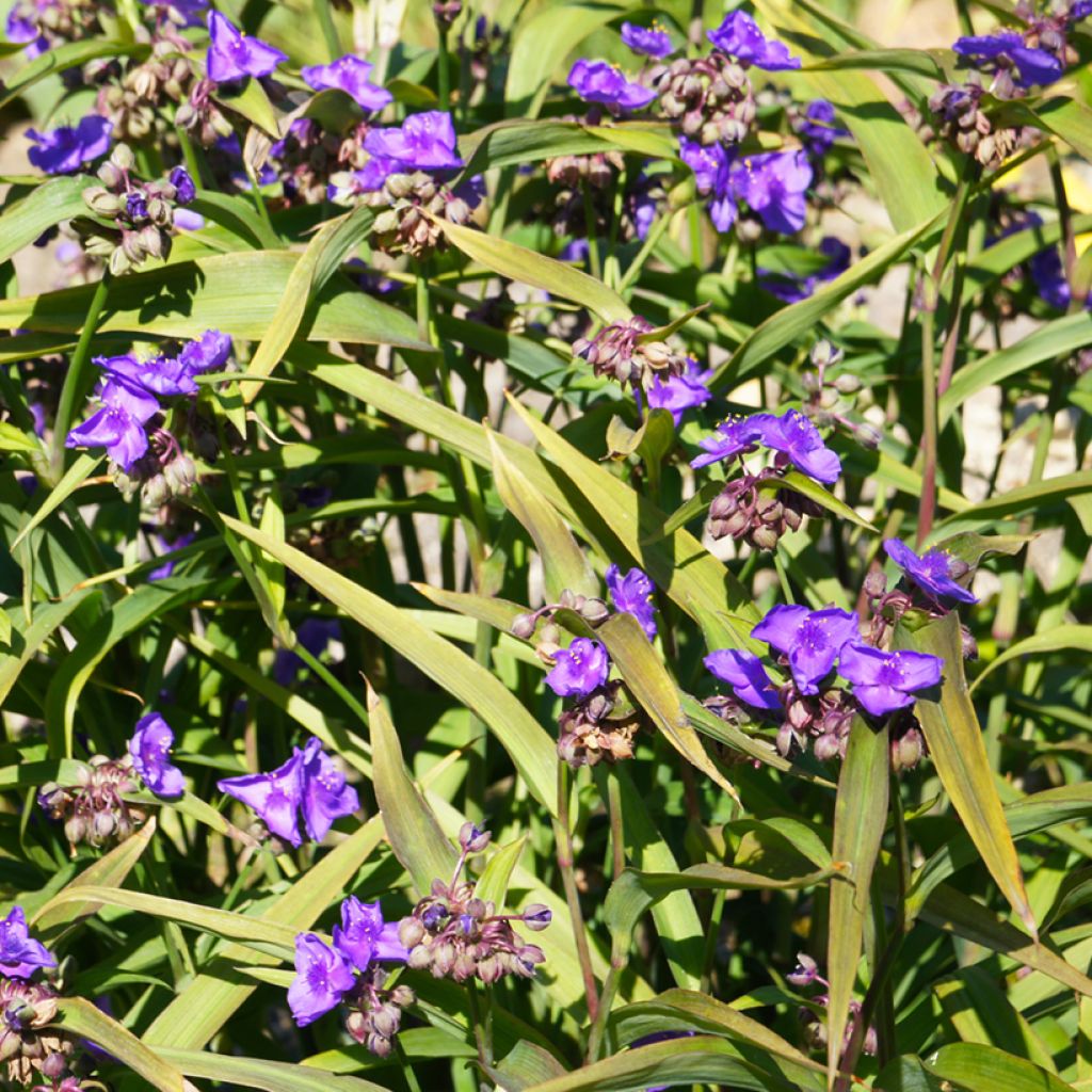 Tarhajuoru Concord Grape