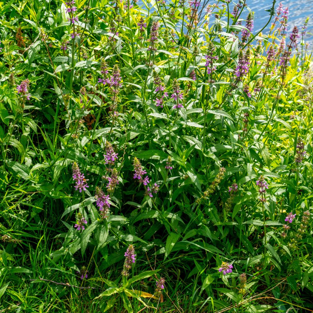 Peltopähkämö - Stachys palustris