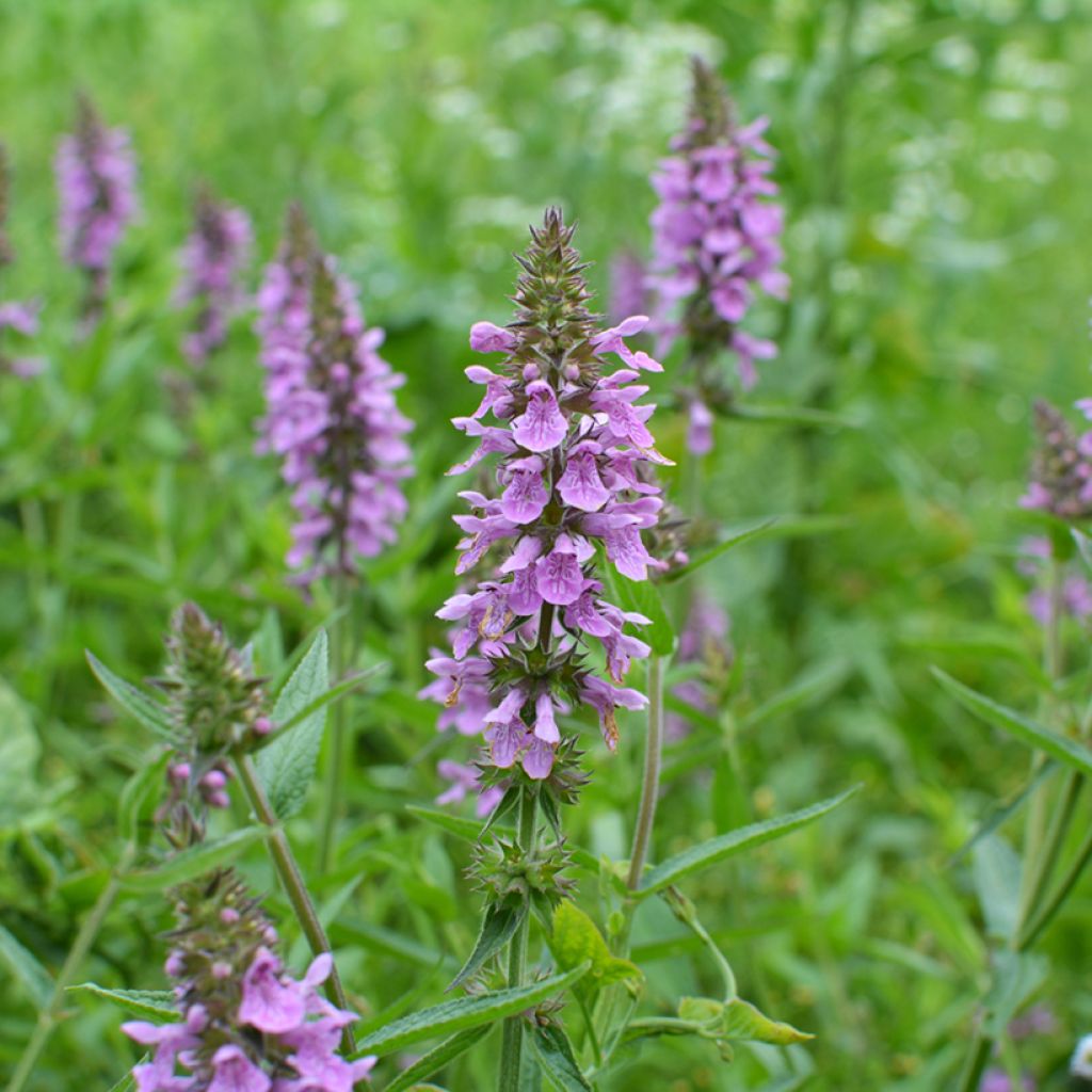 Peltopähkämö - Stachys palustris