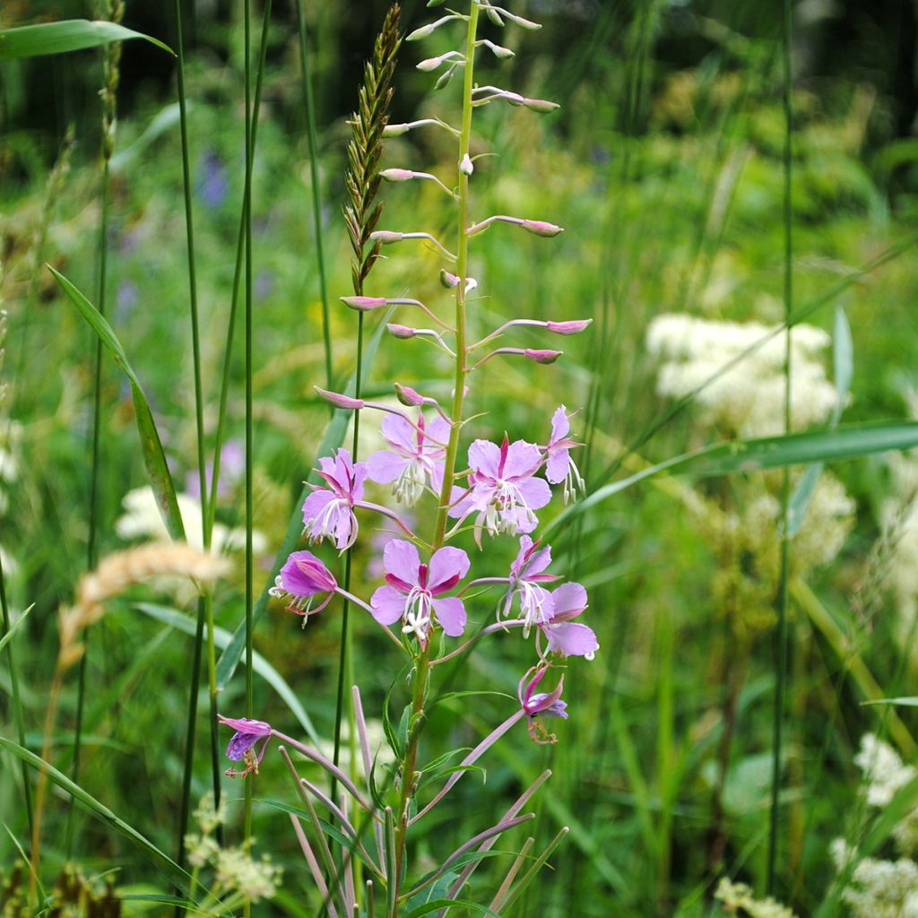 Horsma - Epilobium fleischeri