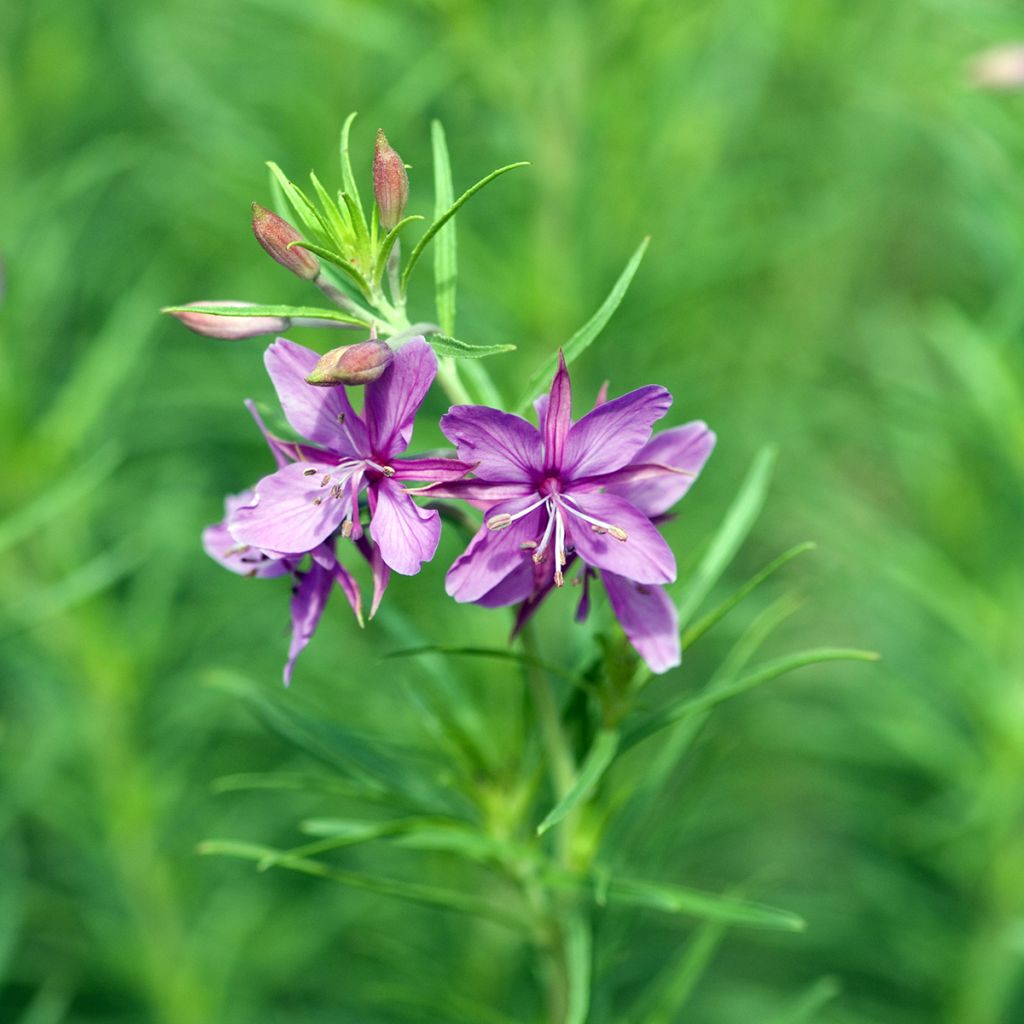 Horsma - Epilobium fleischeri