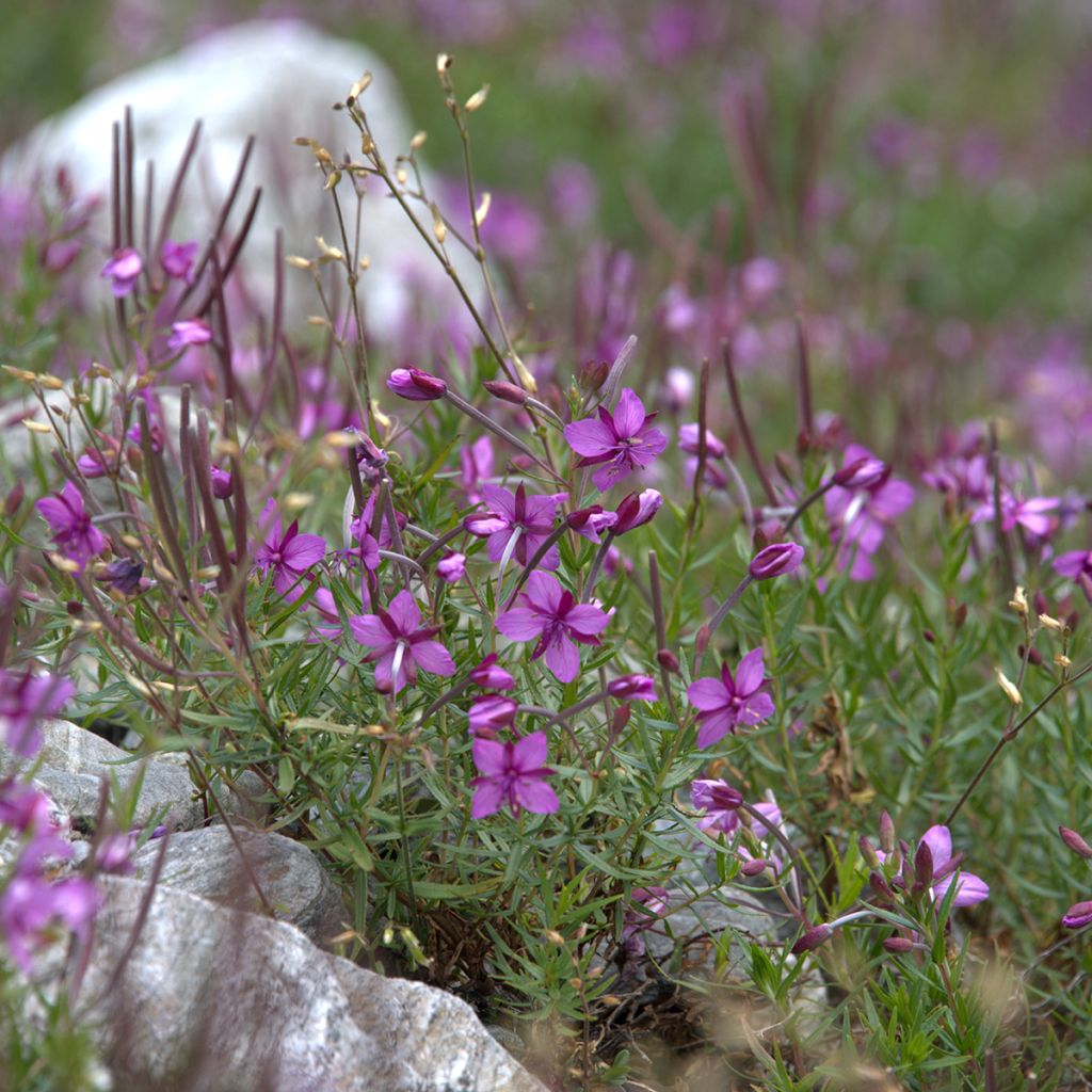 Horsma - Epilobium fleischeri