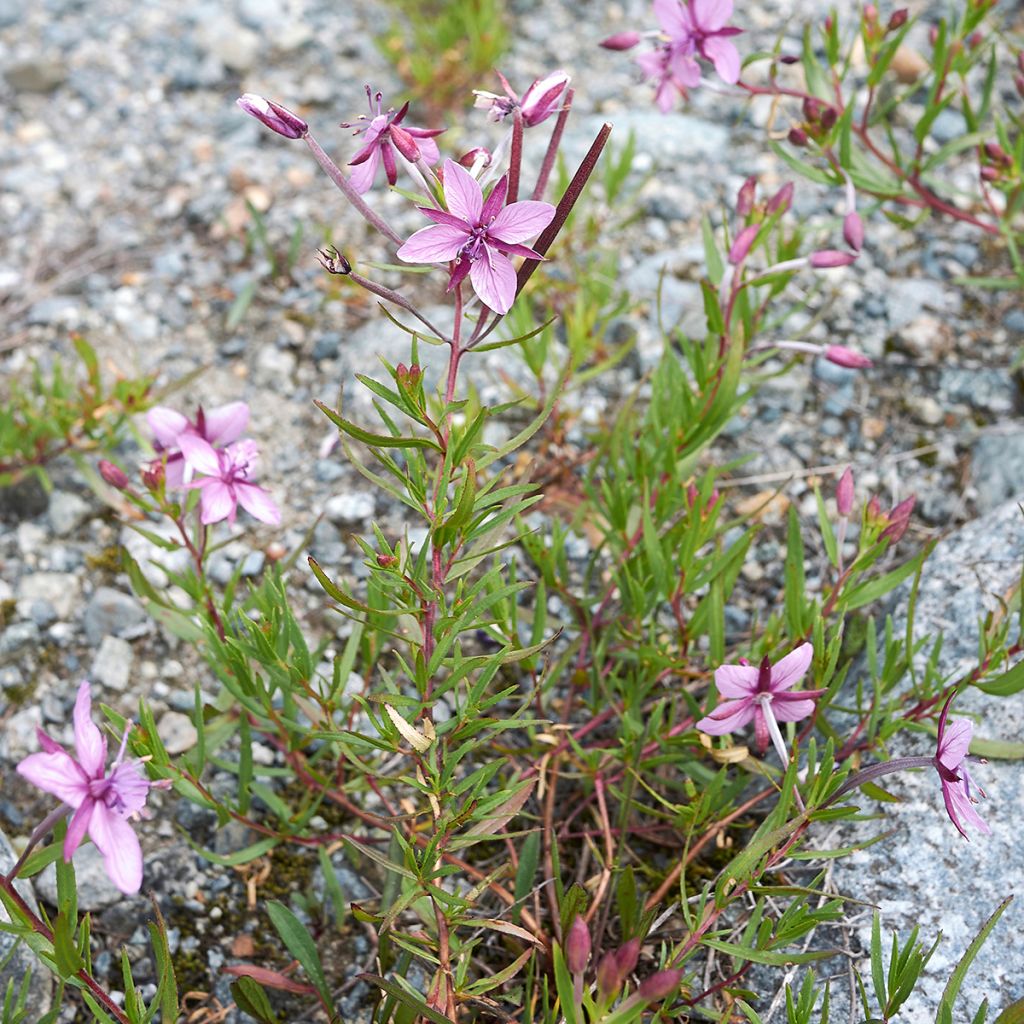Horsma - Epilobium fleischeri