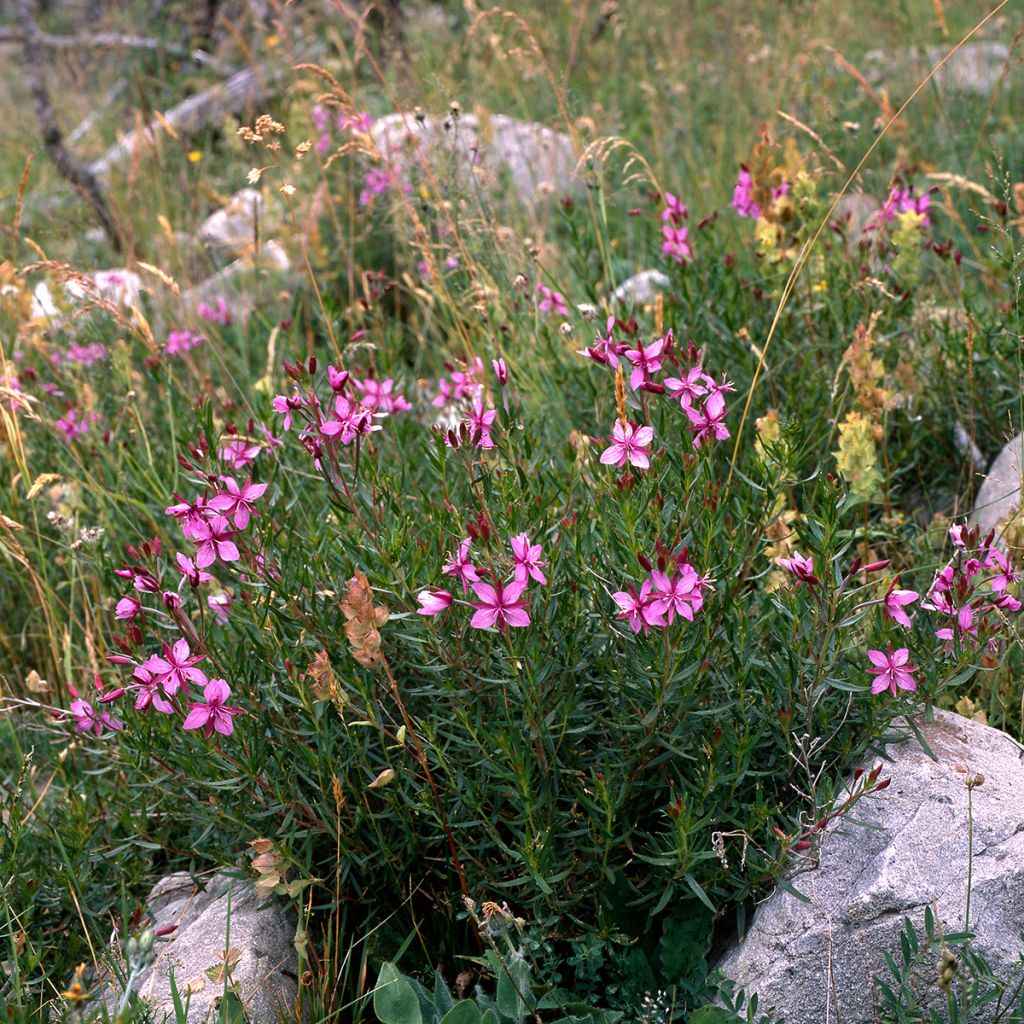 Horsma - Epilobium fleischeri