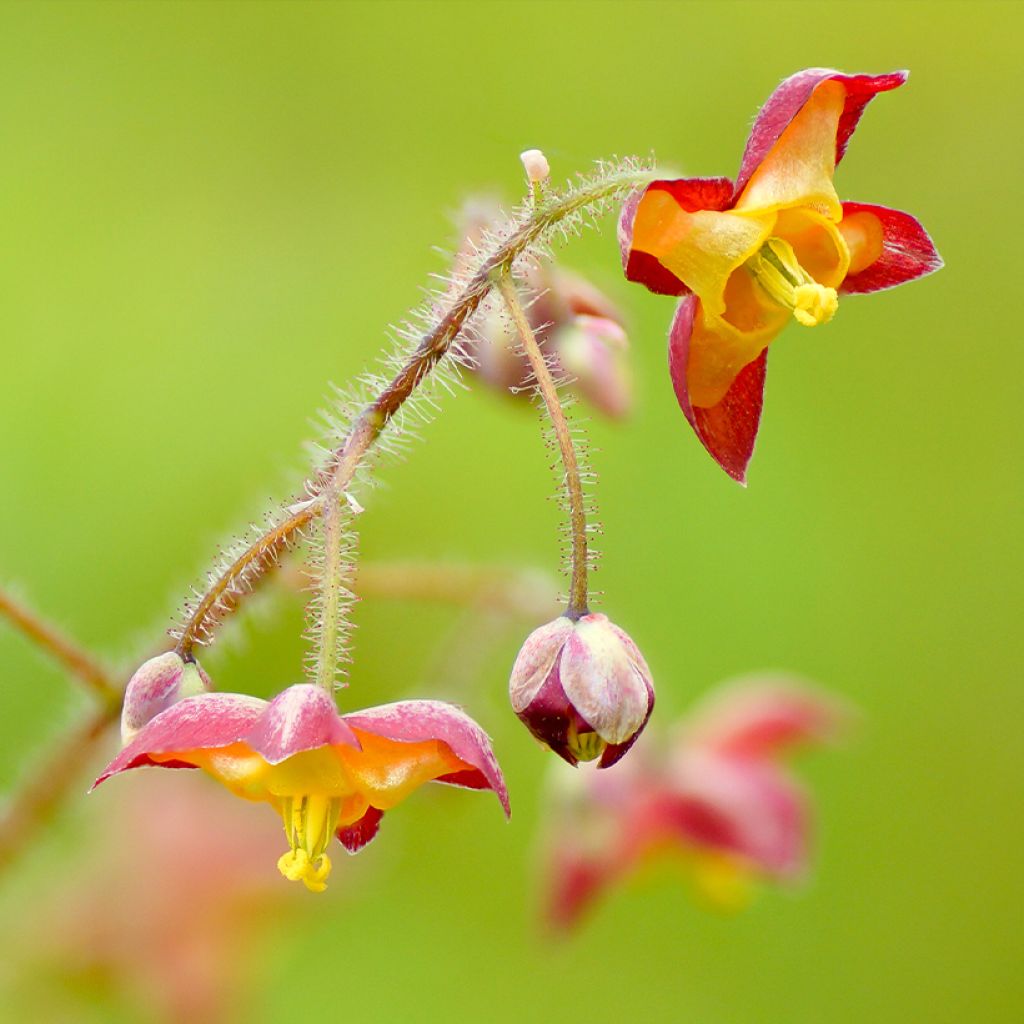 Alppivarjohiippa - Epimedium alpinum