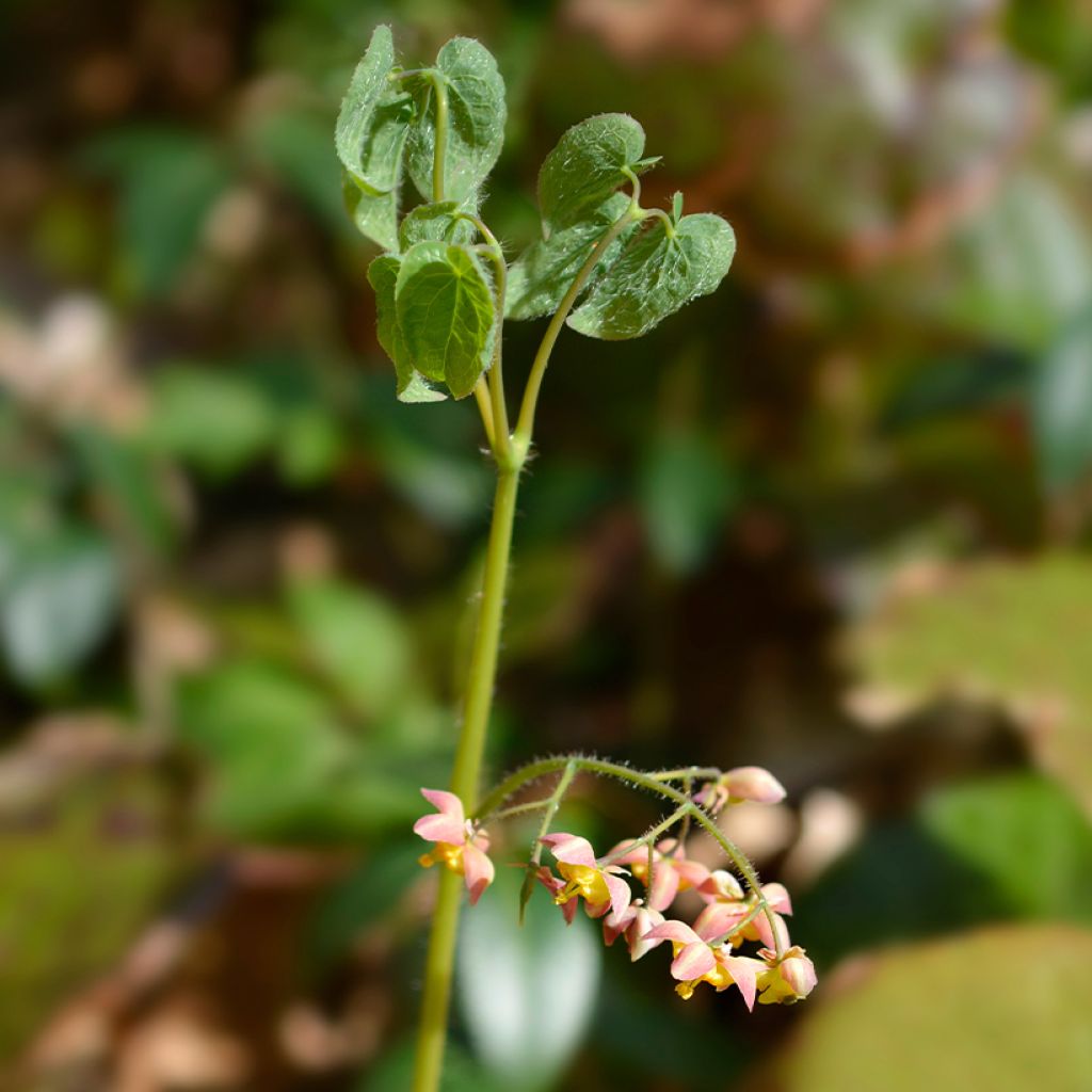 Alppivarjohiippa - Epimedium alpinum