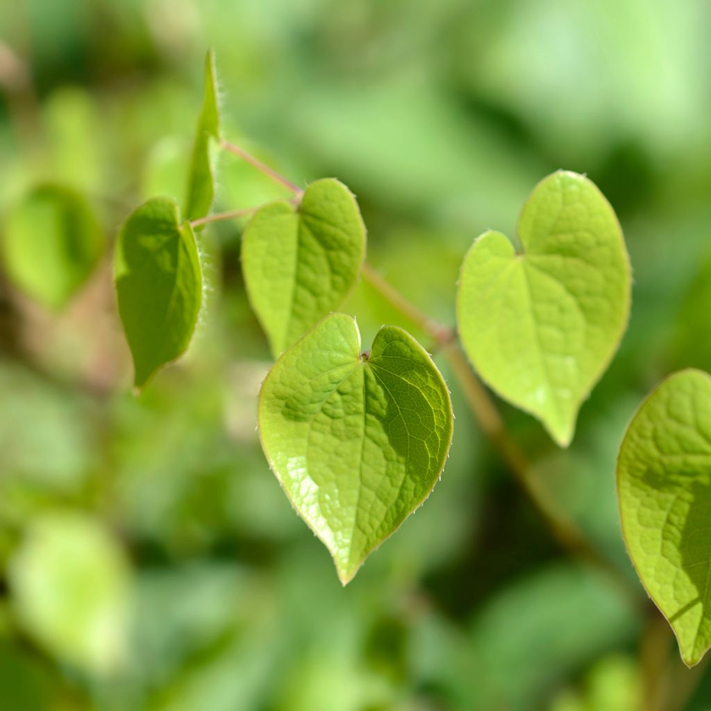 Alppivarjohiippa - Epimedium alpinum