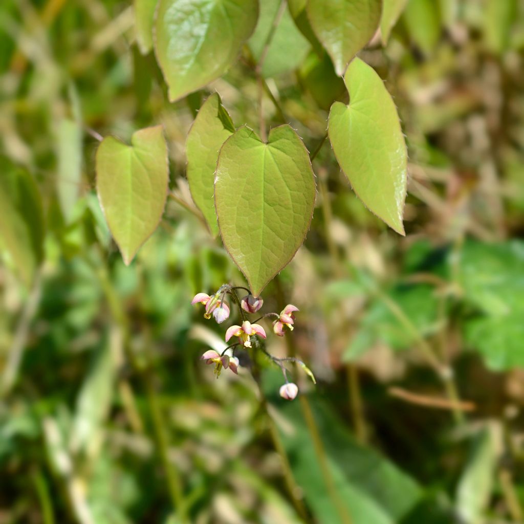 Alppivarjohiippa - Epimedium alpinum