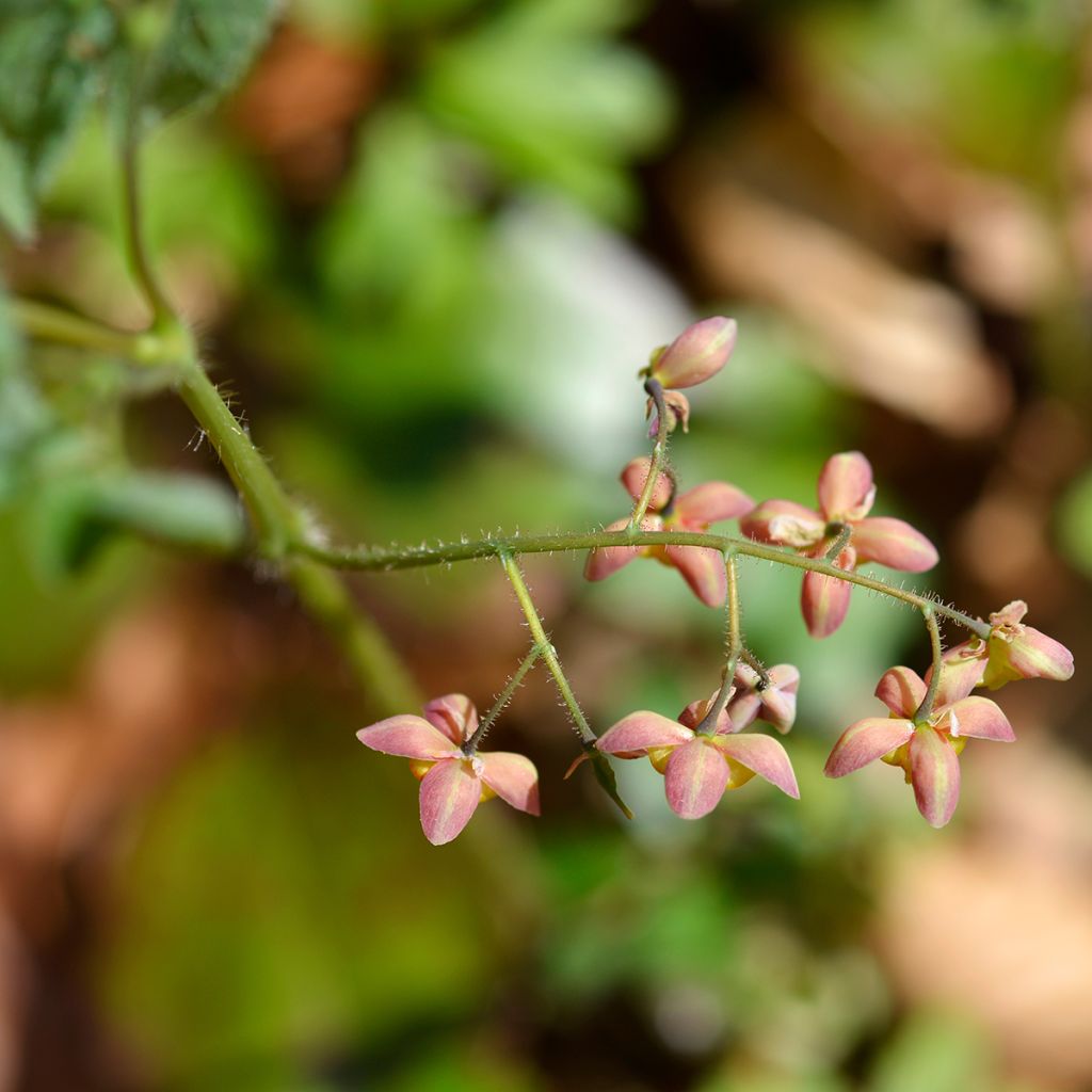 Alppivarjohiippa - Epimedium alpinum