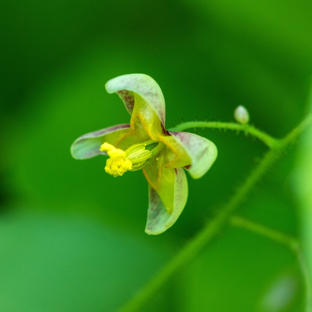 Alppivarjohiippa - Epimedium alpinum