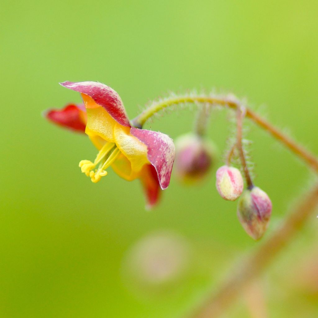 Alppivarjohiippa - Epimedium alpinum