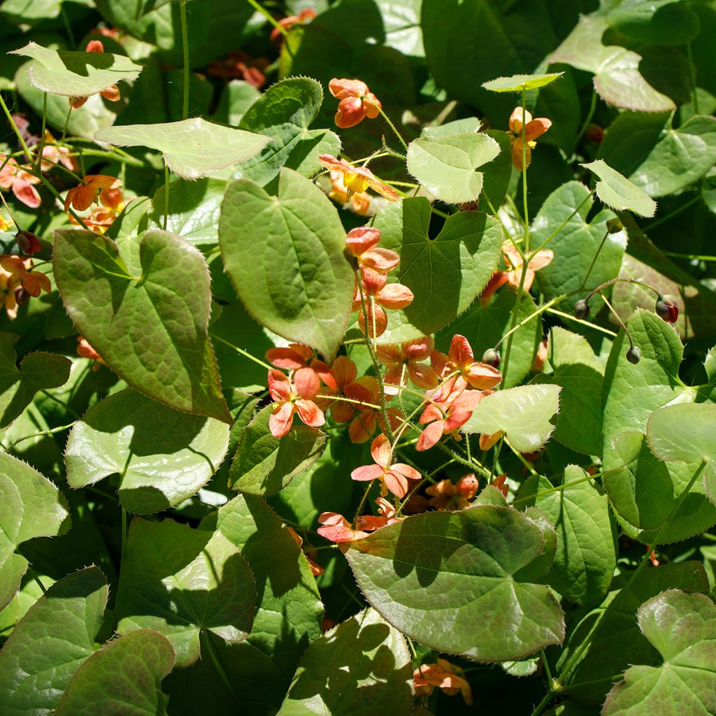 Alppivarjohiippa - Epimedium alpinum