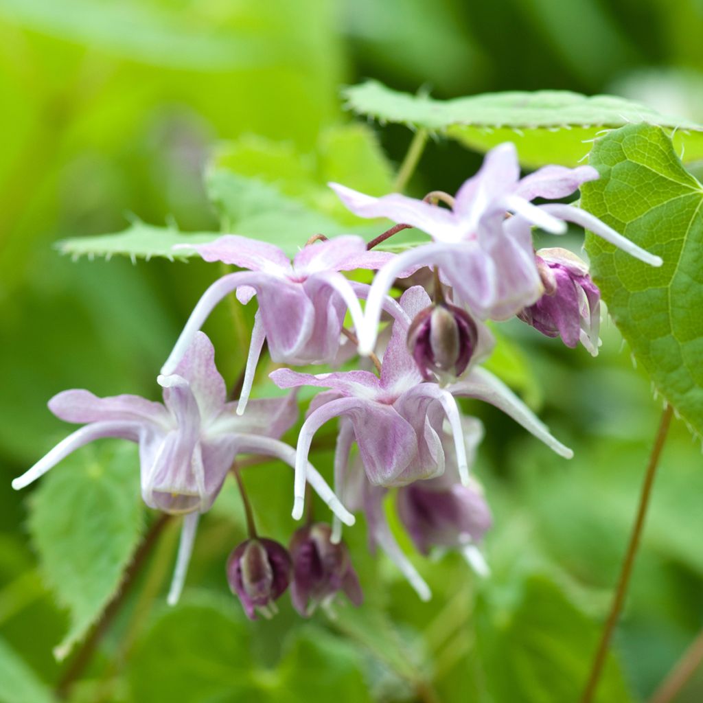Idänvarjohiippa - Epimedium grandiflorum