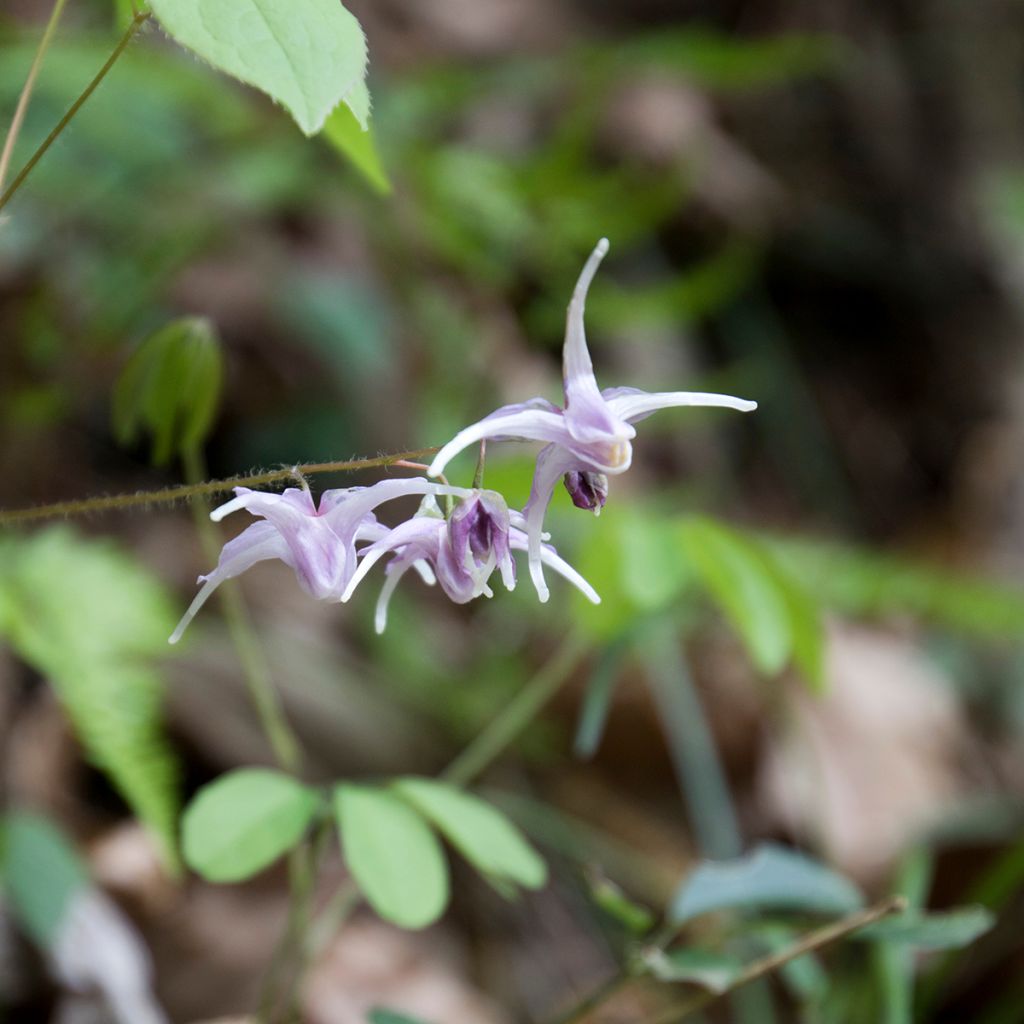 Idänvarjohiippa - Epimedium grandiflorum
