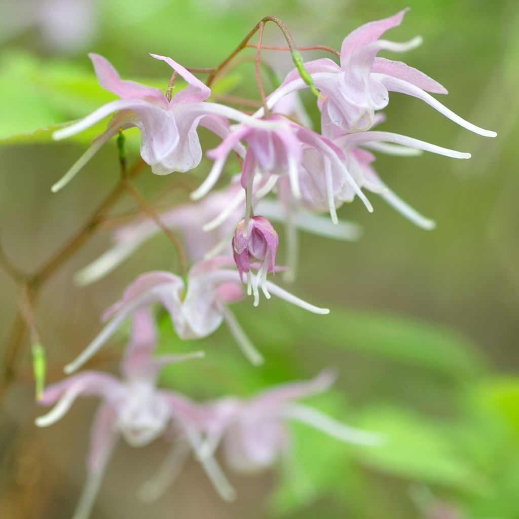 Idänvarjohiippa - Epimedium grandiflorum