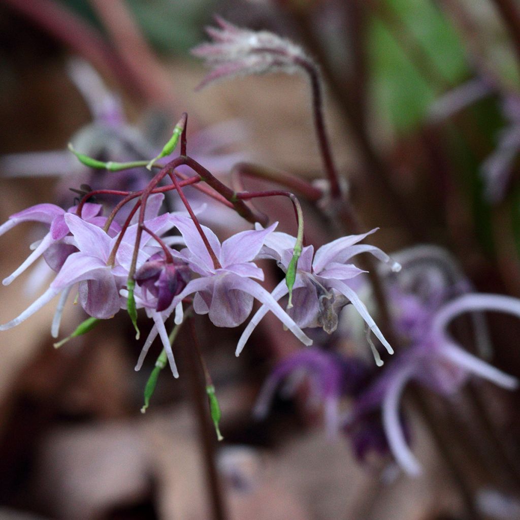 Idänvarjohiippa - Epimedium grandiflorum