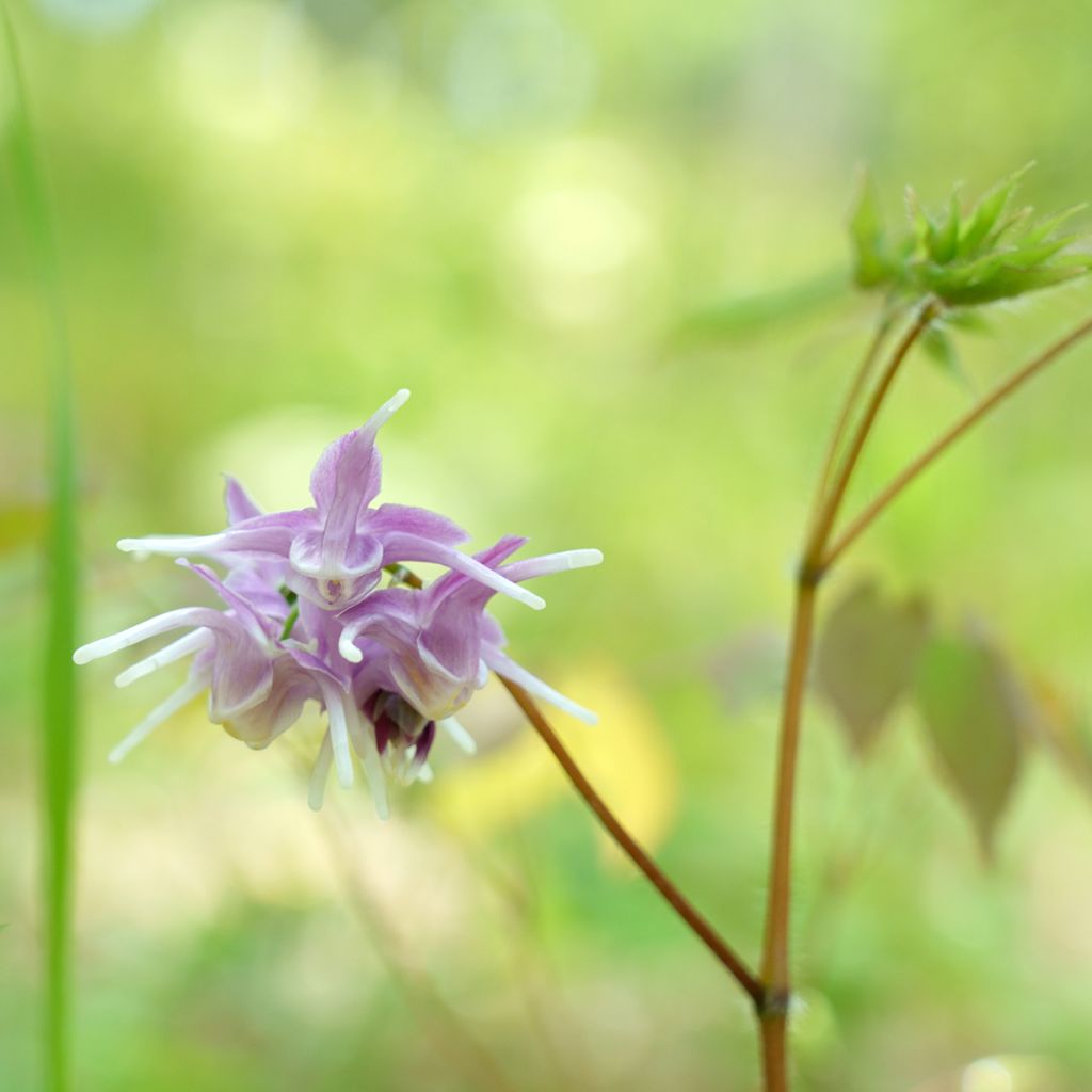 Idänvarjohiippa - Epimedium grandiflorum