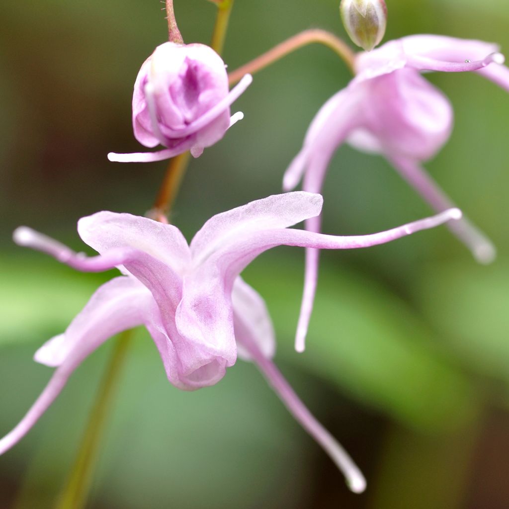 Idänvarjohiippa - Epimedium grandiflorum