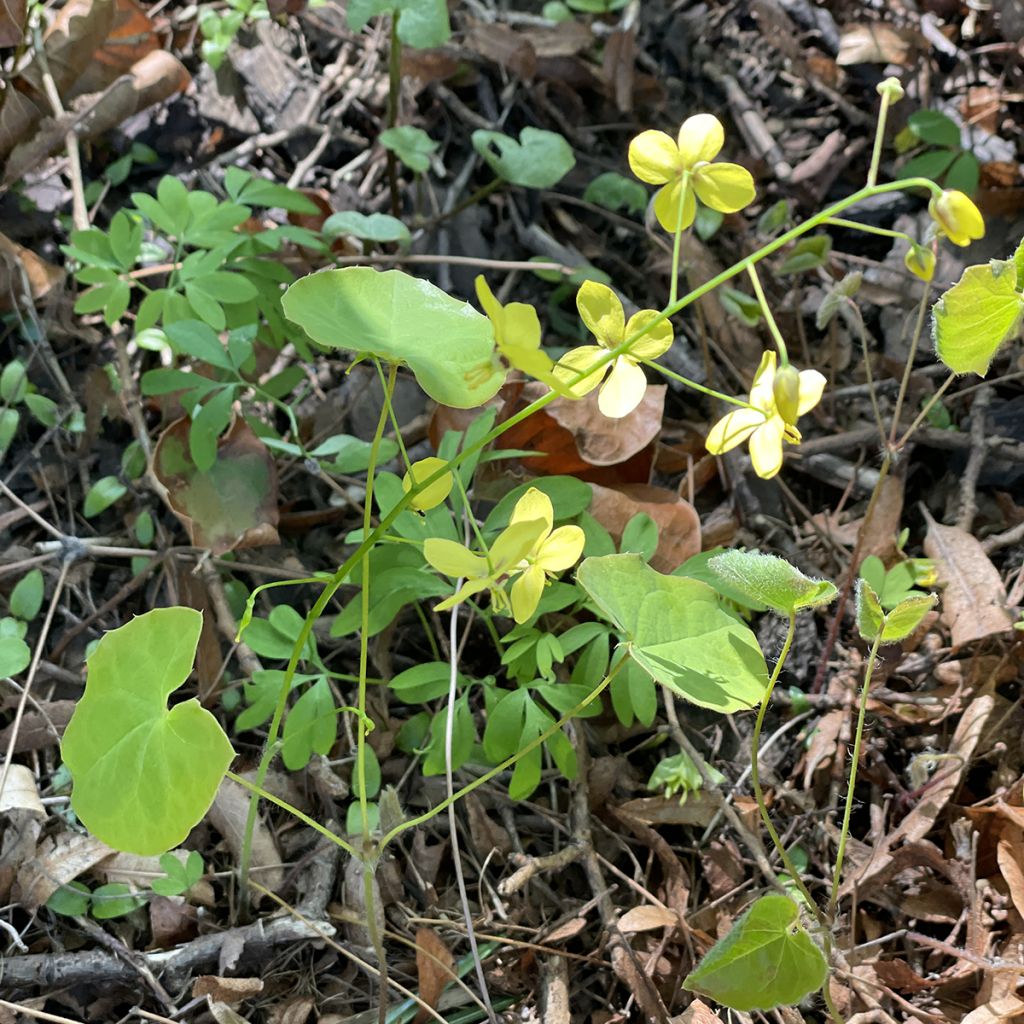 Varjohiippa - Epimedium perralderianum