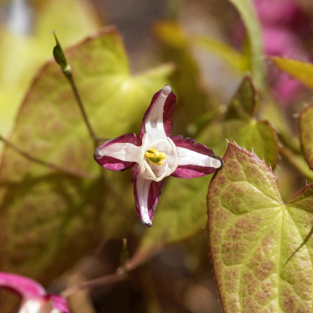 Jalokärsämö - Epimedium x rubrum