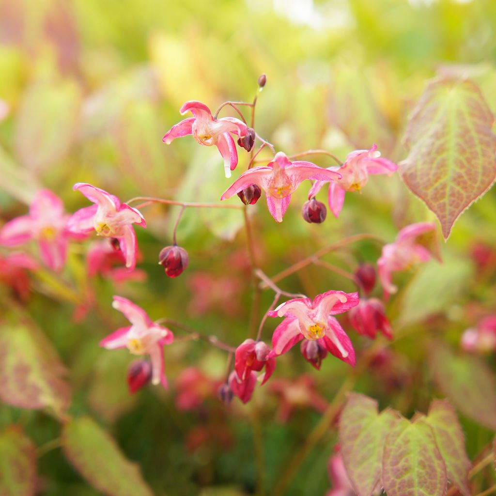 Jalokärsämö - Epimedium x rubrum