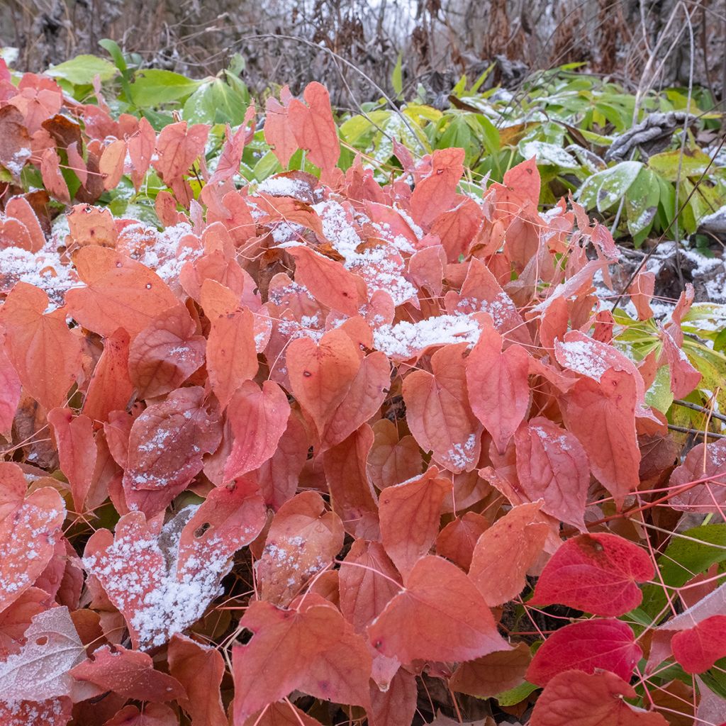 Jalokärsämö - Epimedium x rubrum