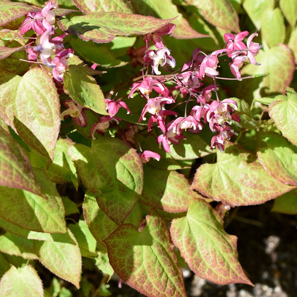 Jalokärsämö - Epimedium x rubrum