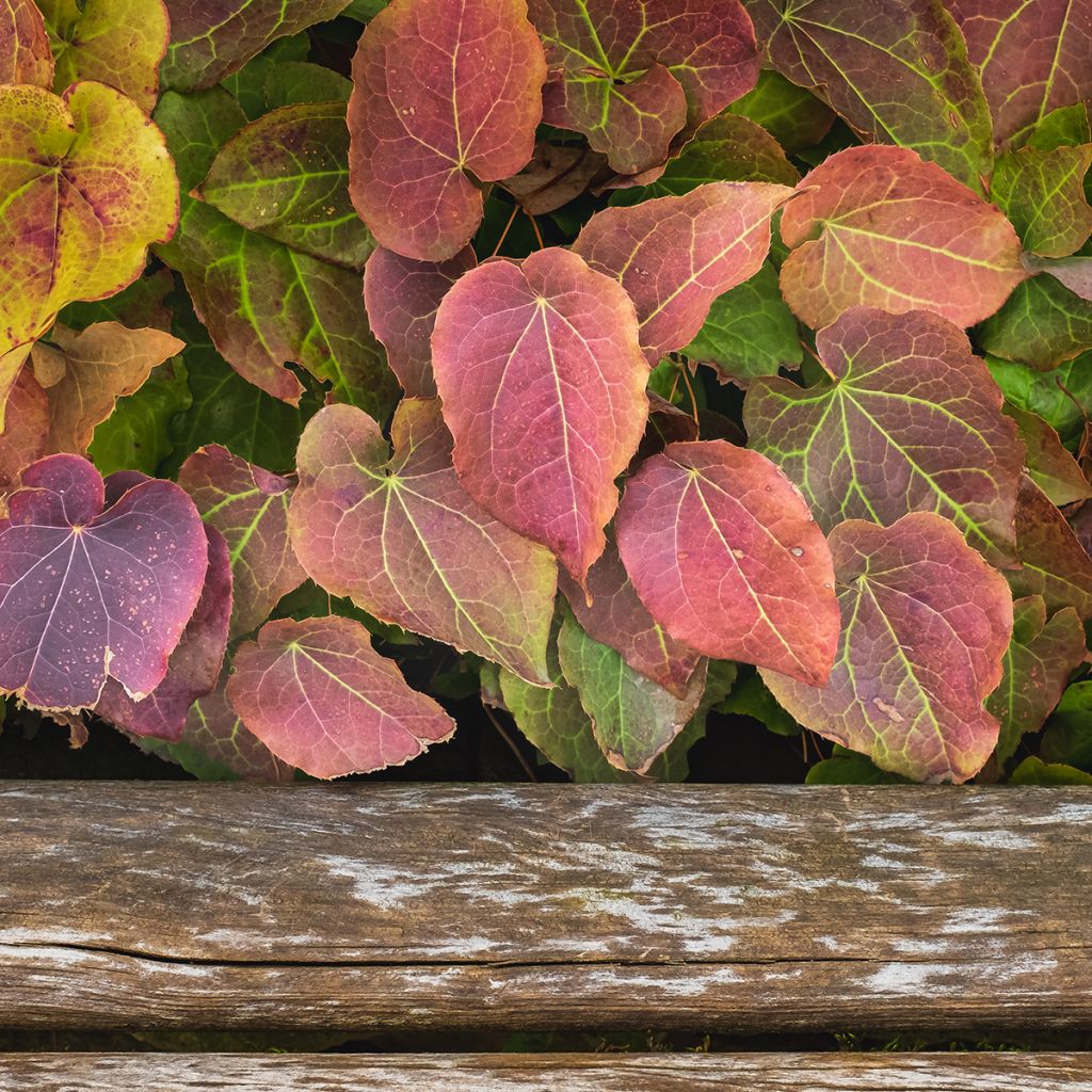 Jalokärsämö - Epimedium x rubrum