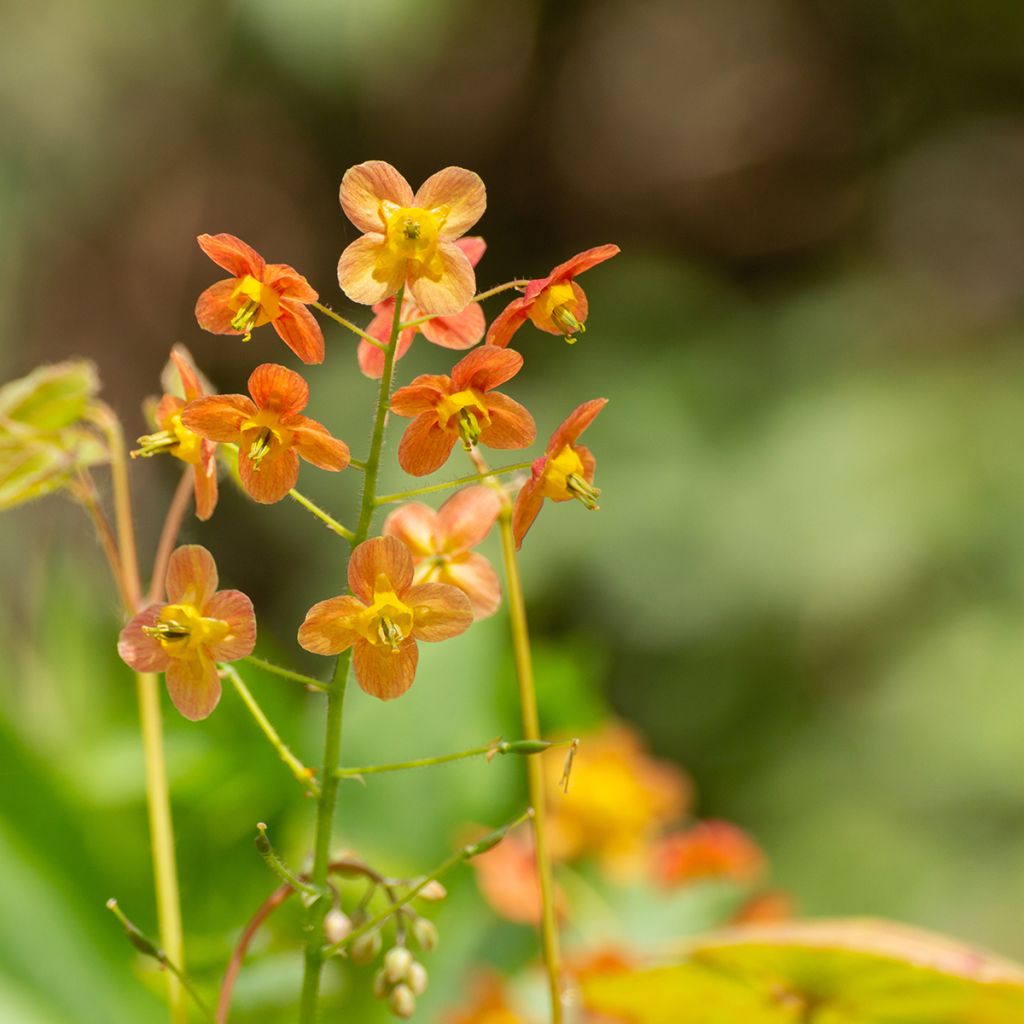 Varjohiippa - Epimedium x warleyense