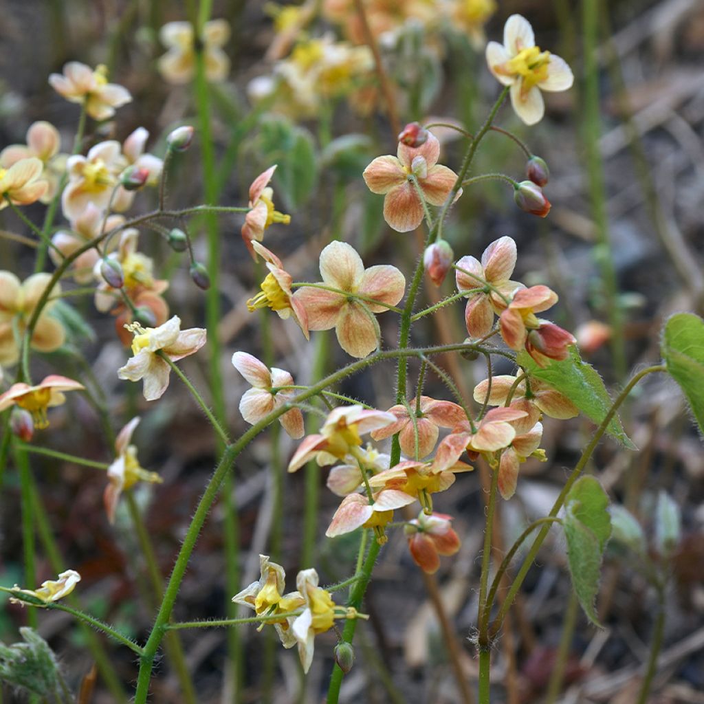 Varjohiippa - Epimedium x warleyense