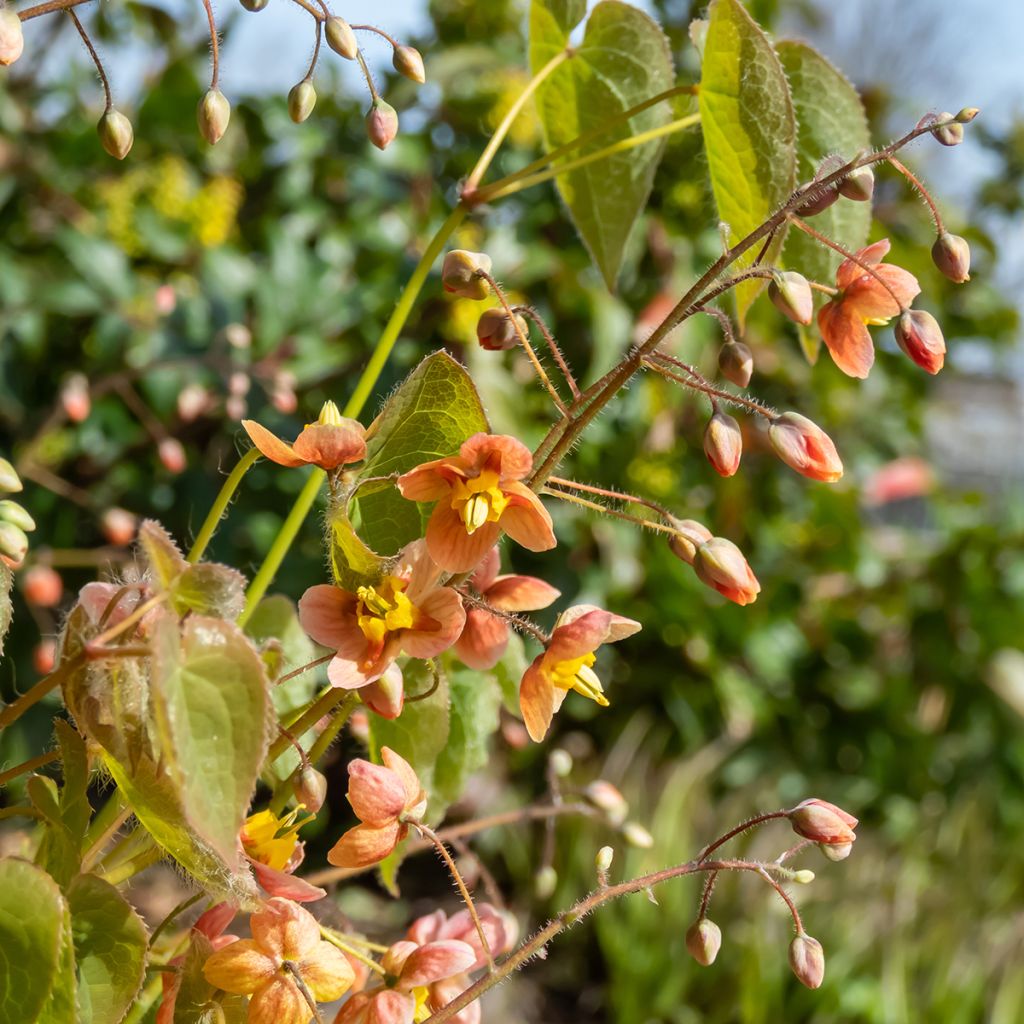 Varjohiippa - Epimedium x warleyense
