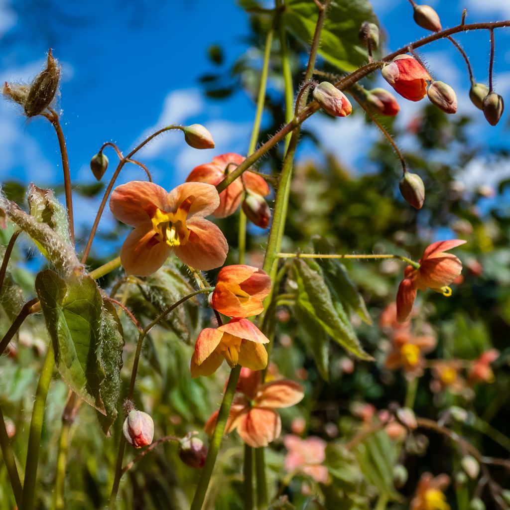 Varjohiippa - Epimedium x warleyense